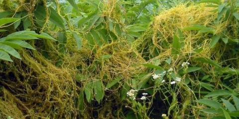 Kako se zauvijek riješiti korova i trave bez hemikalija